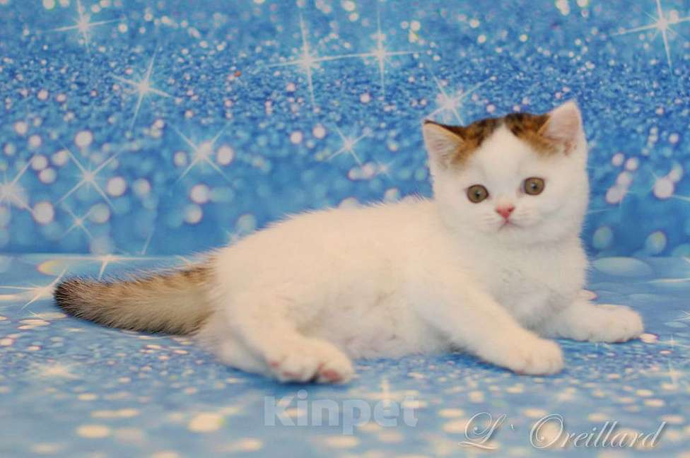 Кошки в Ярославле: Шотландский короткошерстный котенок Мальчик, 30 000 руб. - фото 5