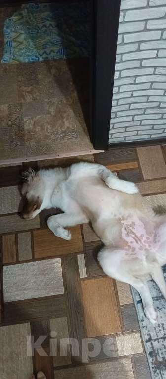 Собаки в Самаре: Отдам в добрые руки Мальчик, Бесплатно - фото 2