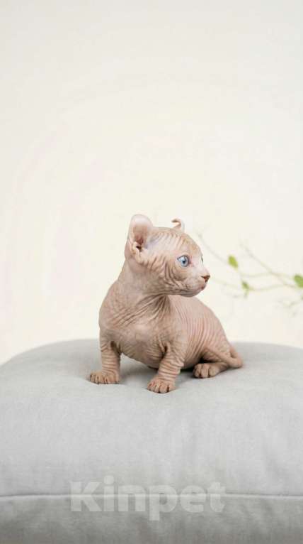 Кошки в Москве: Котёнок эльф Девочка, 85 000 руб. - фото 3