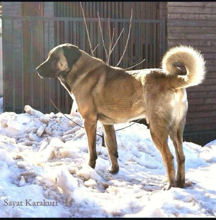 Собаки в Москве: Щенки Турецкого кангала Мальчик, 70 руб. - фото 8