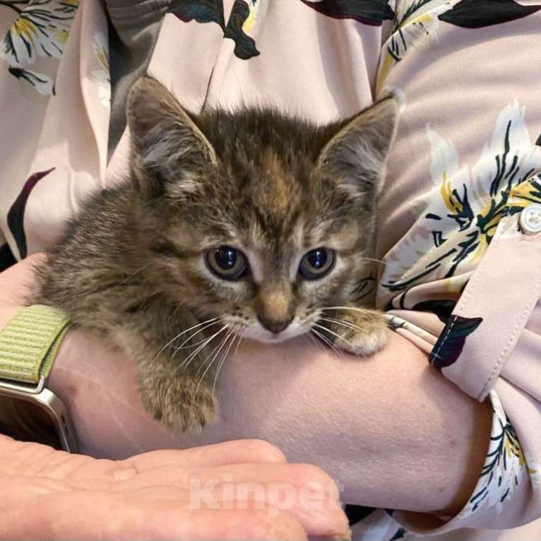 Кошки в Москве: Котенок Полосочка ищет дом Девочка, Бесплатно - фото 3