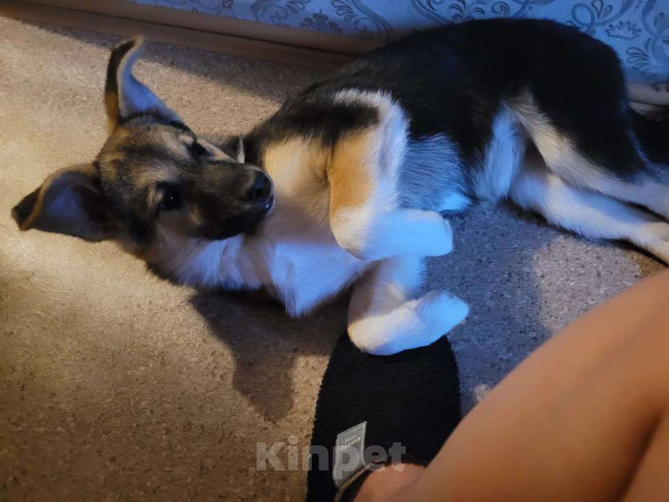 Собаки в Санкт-Петербурге: Щенок девочка в добрые руки! Девочка, Бесплатно - фото 5