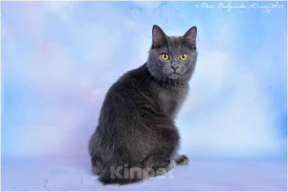 Кошки в Ростове-на-Дону: Курильский бобтейл Мальчик, 40 000 руб. - фото 2