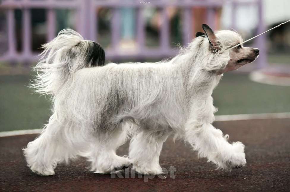 Собаки в Липецке: Шикарный не крупный пуховый мальчик  Мальчик, Бесплатно - фото 7