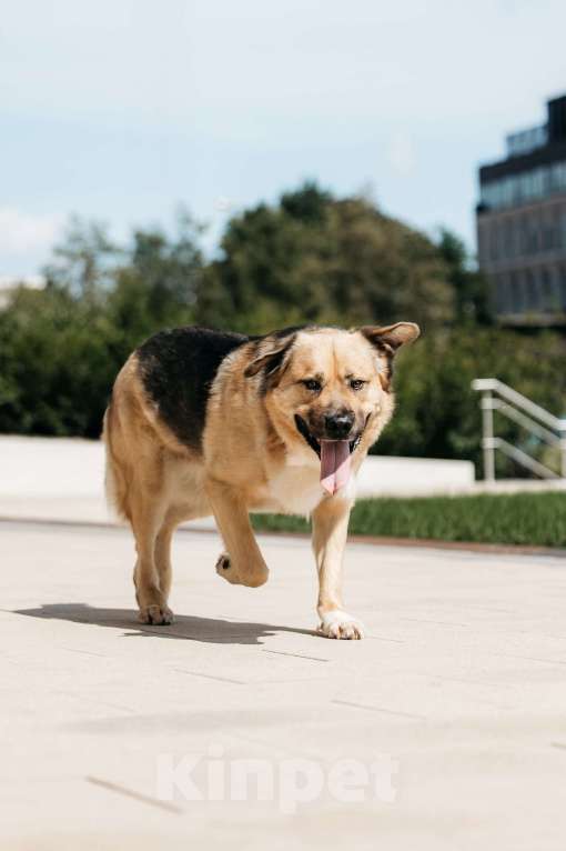 Собаки в Москве:  Дынька — это доброта, ставшая собакой! Мальчик, Бесплатно - фото 3