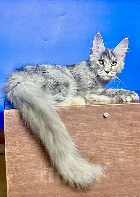 Кошки в других городах Ленинградской области: Мейн кун котенок Девочка, 50 000 руб. - фото 4