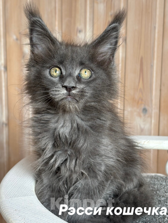 Кошки в Санкт-Петербурге: Чистокровные котята породы Мейн Кун Девочка, 20 000 руб. - фото 1