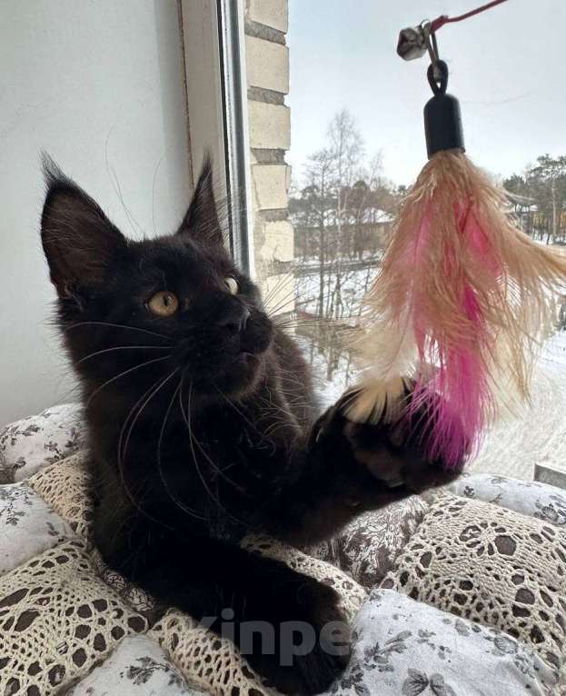 Кошки в Санкт-Петербурге: Продажа мейн-кун питомник Мальчик, 50 000 руб. - фото 6