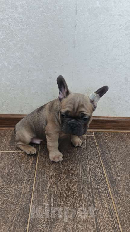 Собаки в Белореченске: Французский бульдог Мальчик, Бесплатно - фото 9