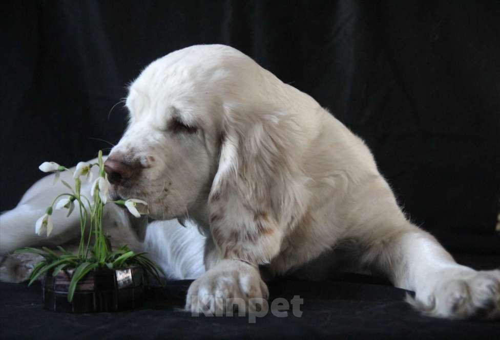 Собаки в Омске: Щенок кламбер спаниеля  Девочка, 90 000 руб. - фото 9