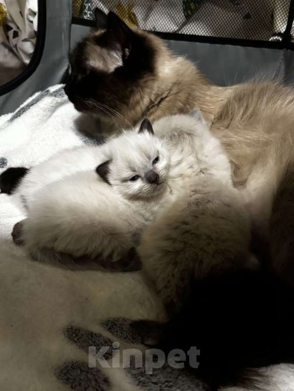 Кошки в Москве: Невские маскарадные котята Мальчик, 22 000 руб. - фото 1