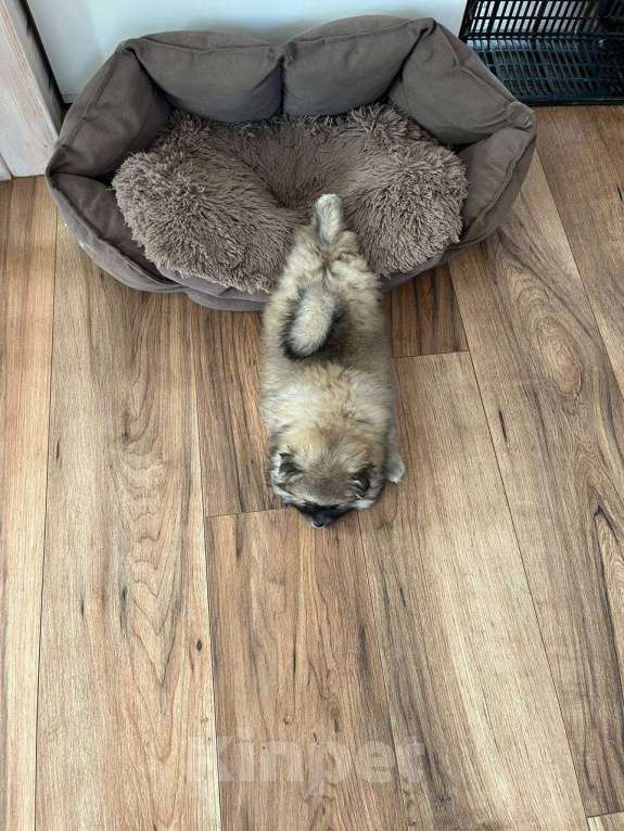 Собаки в Химках: Девочки  активные, игривые, шкодницы Девочка, 35 000 руб. - фото 9