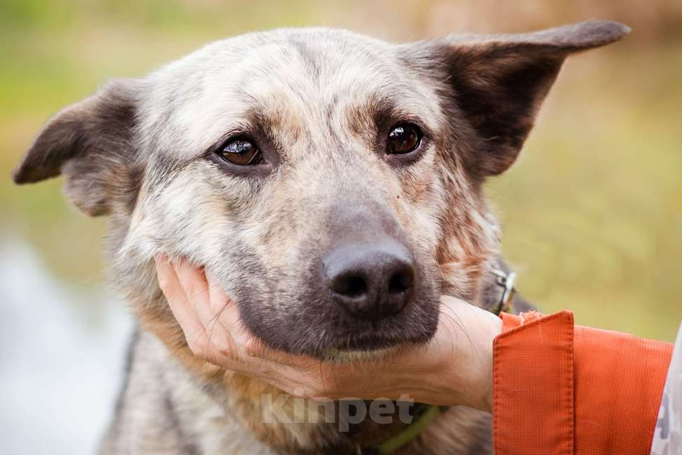 Собаки в Москве: Собака из приюта в добрые руки Мальчик, Бесплатно - фото 3