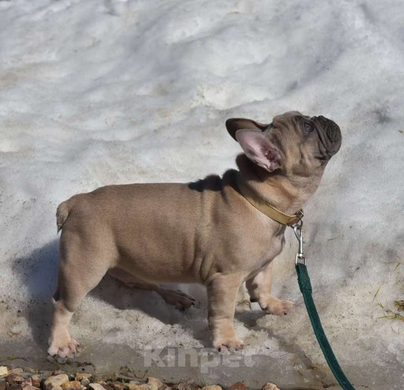 Собаки в Москве: Мальчик палевоголубой Мальчик, 35 000 руб. - фото 4