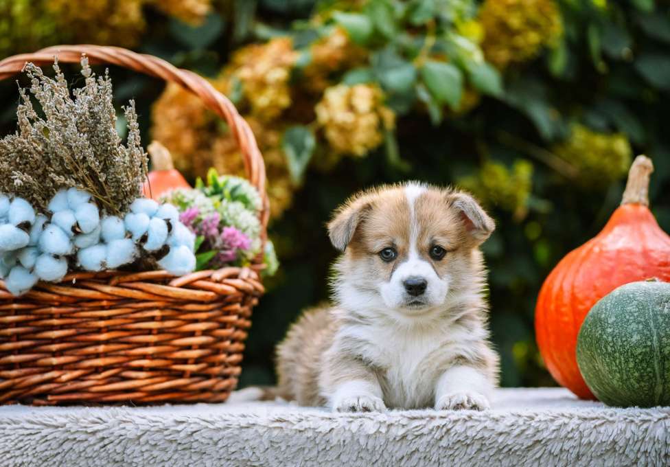 Собаки в Новосибирске: Вельш Корги Пемброк Мистер Марти Мальчик, 75 000 руб. - фото 5