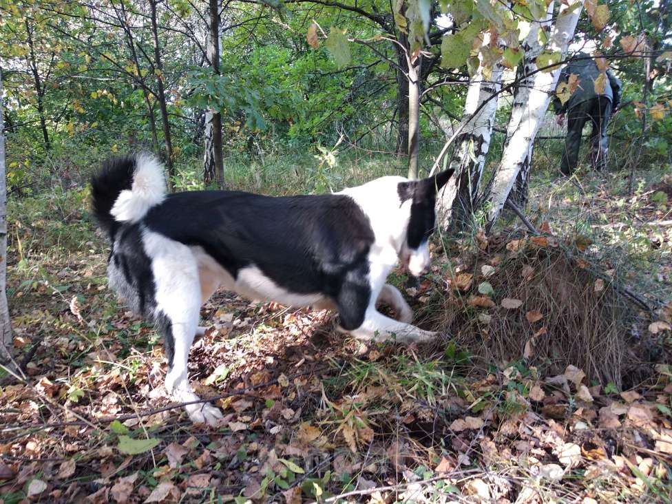 Собаки в Казани: Русско-европейская лайка  Девочка, Бесплатно - фото 5