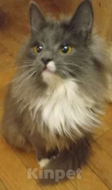 Кошки в Москве:  Серенькая с белым  маленькая сибирячка Девочка, 15 000 руб. - фото 1