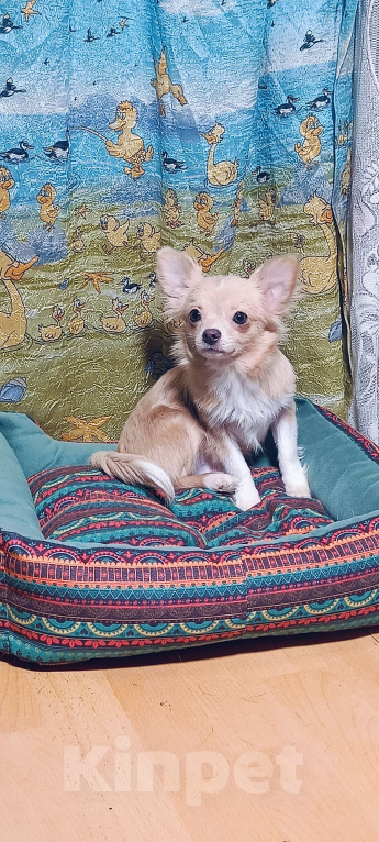 Собаки в Москве: Золотой парнишка Мальчик, 35 000 руб. - фото 3