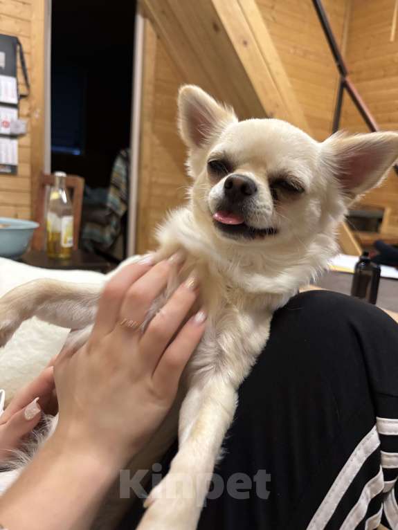 Собаки в Керчи: Срочно! Поиск! Пропала собачка Чихуахуа! Мальчик, 5 000 руб. - фото 2