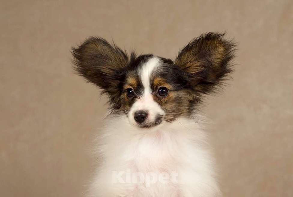 Собаки в Москве: щенок Папийона Девочка, 100 000 руб. - фото 4