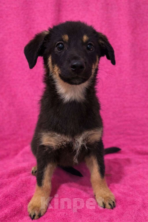 Собаки в Москве: Девочка щенок Гайка ищет дом Девочка, Бесплатно - фото 5