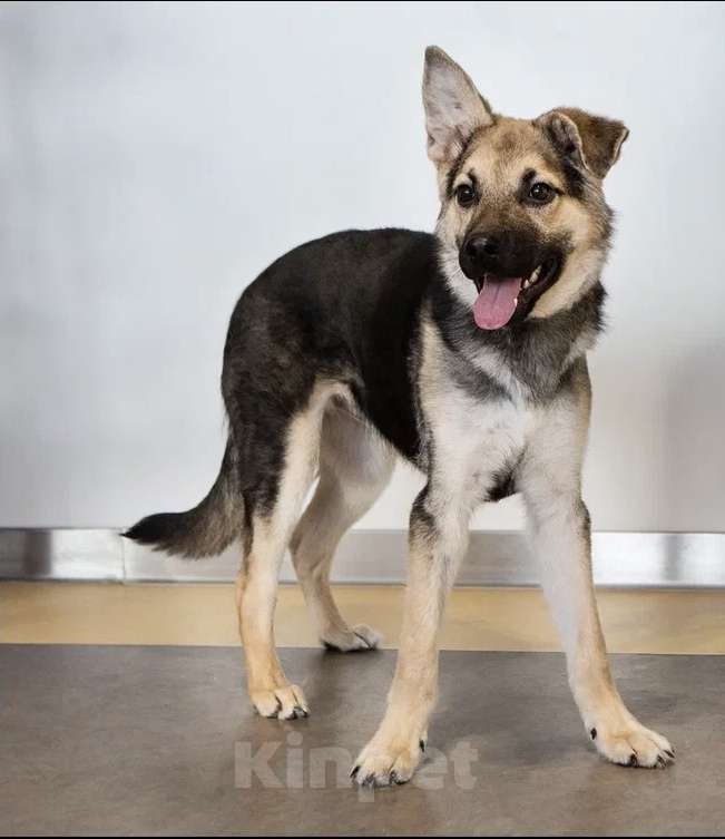 Собаки в Москве: Метис овчарки и лабрадора Барни в добрые руки Мальчик, 1 руб. - фото 2