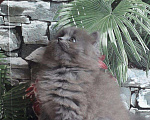 Кошки в Биробиджане: Вязка.Британский длинношёрстный кот ждёт невест., 2 500 руб. - фото 4