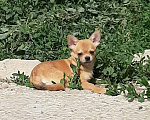 Собаки в Тольятти: щенок чихуахуа Мальчик, 30 000 руб. - фото 1