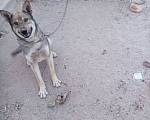 Собаки в Магнитогорске: Отдадим в добрые руки Мальчик, Бесплатно - фото 1