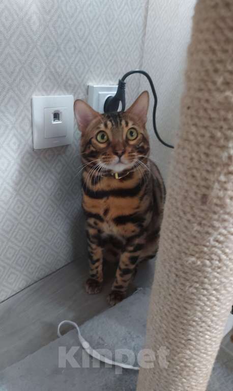 Кошки в Краснодаре: Пропал кот Мальчик, Бесплатно - фото 2