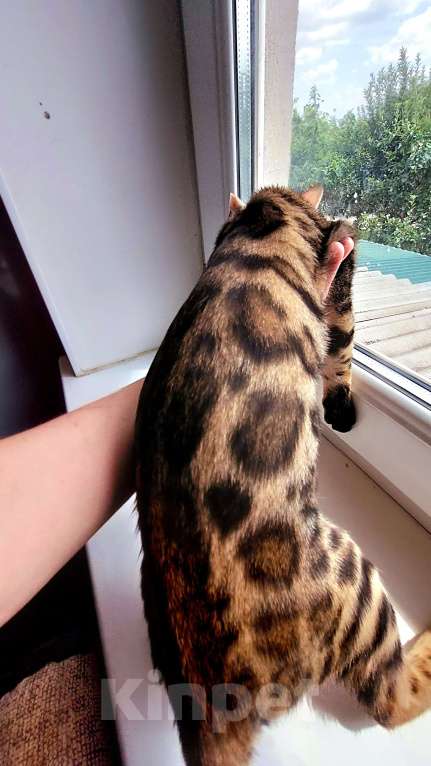 Кошки в Москве: Бенгальские шоу малыши Девочка, Бесплатно - фото 5