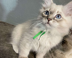 Кошки в Лермонтове: Невский маскарадный кот  Мальчик, 15 000 руб. - фото 2