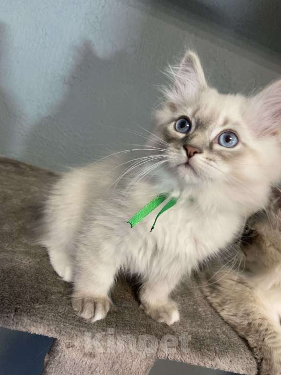 Кошки в Лермонтове: Невский маскарадный кот  Мальчик, 15 000 руб. - фото 2