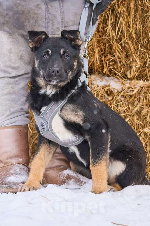 Собаки в Москве: Щенок Берта в добрые руки Девочка, Бесплатно - фото 2