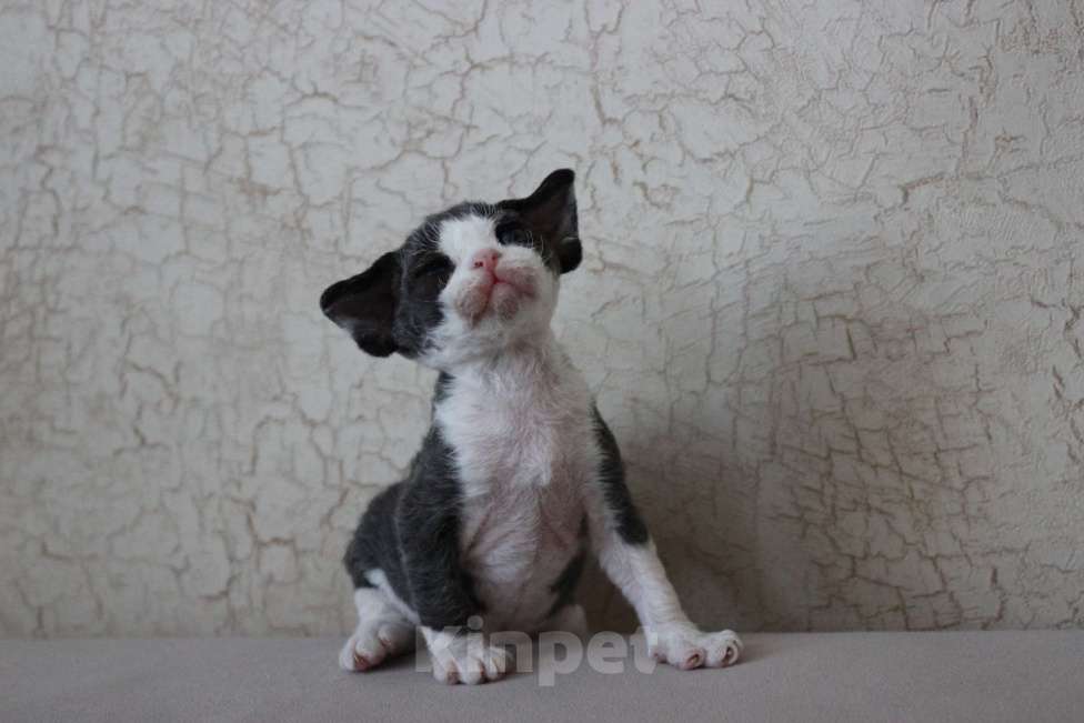 Кошки в Люберцах: Панда-малышь девон-рекс  Мальчик, 65 000 руб. - фото 2