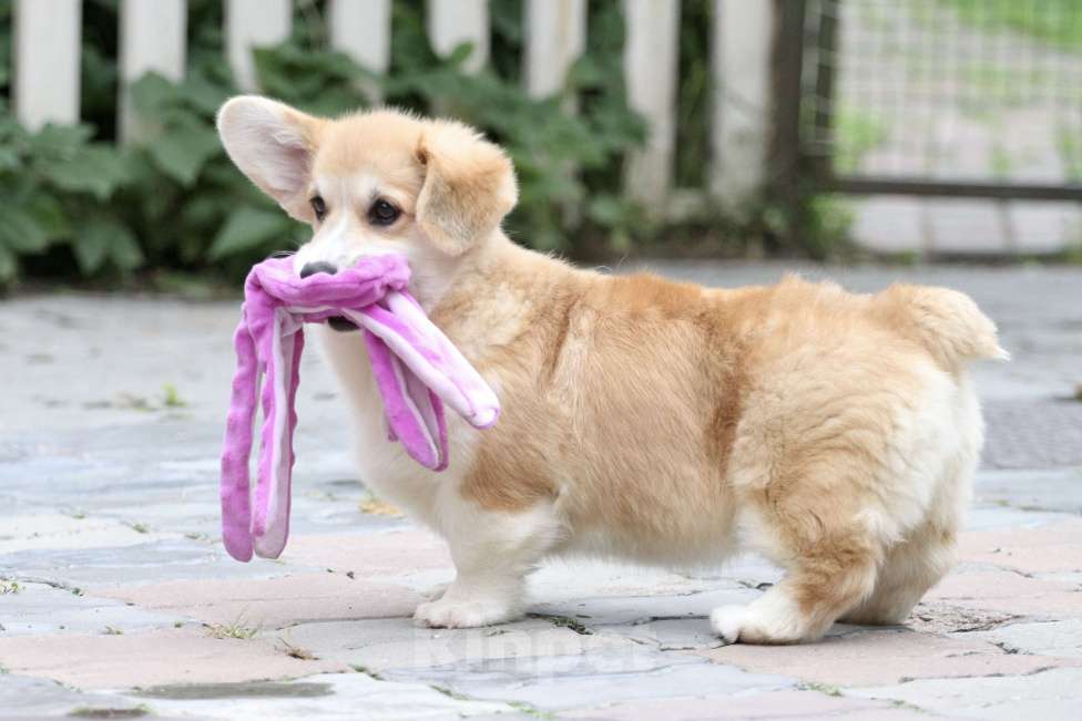 Собаки в Москве: Вельш корги пемброк Девочка, 40 000 руб. - фото 7