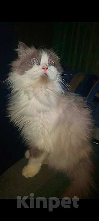 Кошки в Сосновом Бору: Девочка на вязку регдолл😽😽😽 Девочка, Бесплатно - фото 3