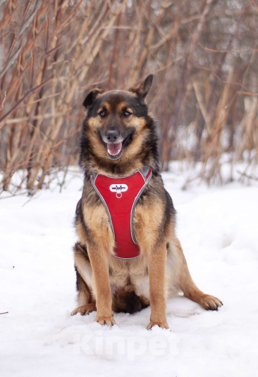 Собаки в Москве: Обычный пёс Войт, мечтающий о счастье Мальчик, Бесплатно - фото 2