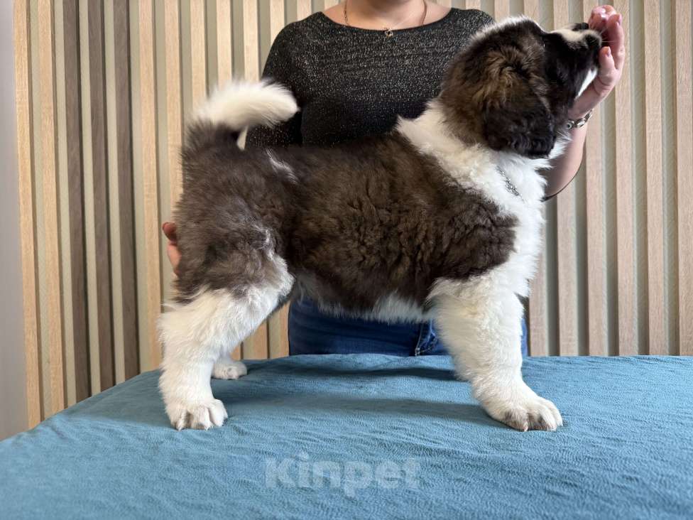 Собаки в Тамбове: Ван Гог с Тамбовского Края  Мальчик, Бесплатно - фото 5