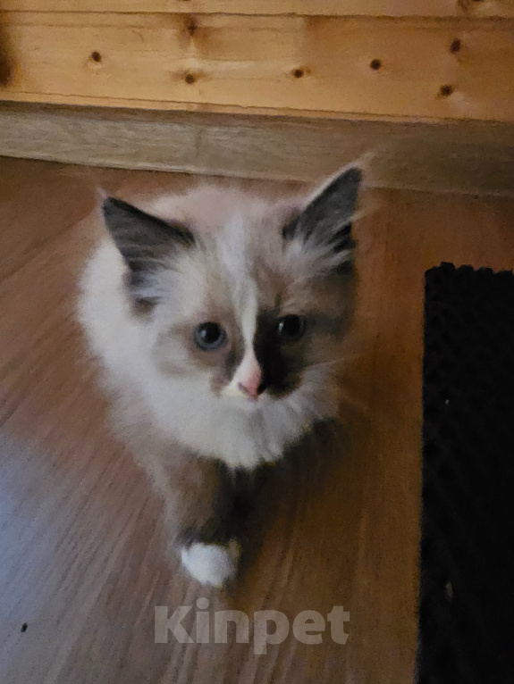 Кошки в Видном: Котёнок Рэгдолл. Девочка, 35 000 руб. - фото 2