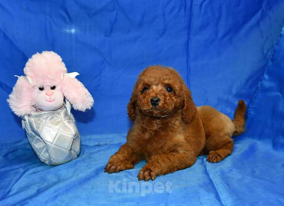 Собаки в Долгопрудном: Пуделя щенок миниатюрный рыжий мальчик   УНО МОМЕНТО  Мальчик, 200 000 руб. - фото 3