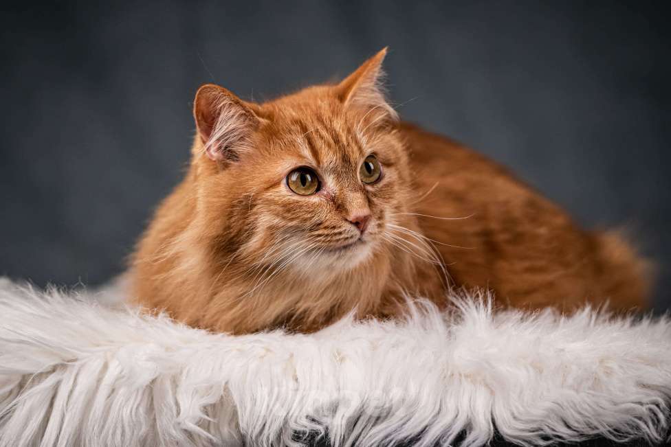 Кошки в Клине: Шуня — тихая кошечка Девочка, Бесплатно - фото 4