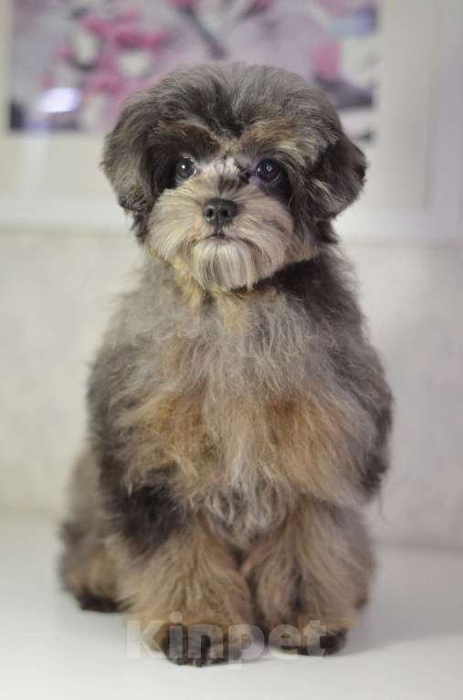 Собаки в Нижнем Новгороде: Эффектная девочка йоркипу Девочка, 80 000 руб. - фото 3