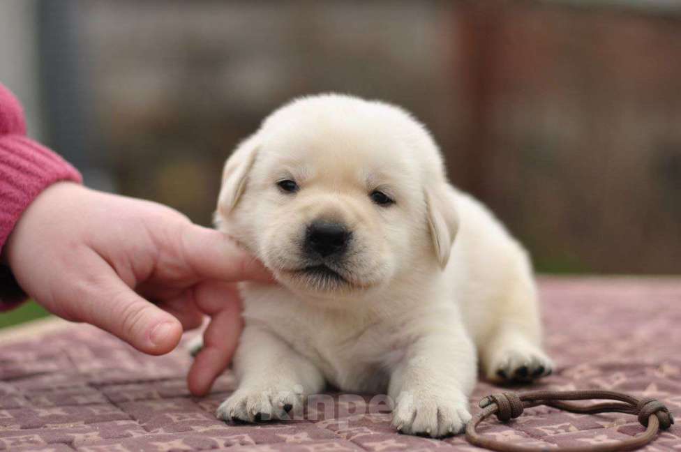 Собаки в Задонске: Мальчик Лабрадорчик Мальчик, 60 000 руб. - фото 2