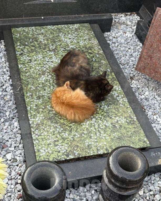 Кошки в Москве: Котят выкинули на улицу  Мальчик, Бесплатно - фото 3