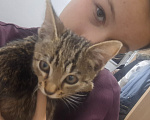 Кошки в других городах Московской области: потерялка кот, зовут укроп Мальчик, 500 руб. - фото 2