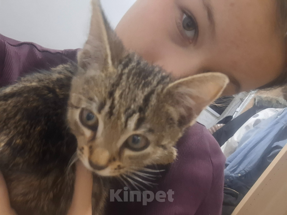 Кошки в других городах Московской области: потерялка кот, зовут укроп Мальчик, 500 руб. - фото 2