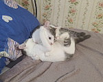 Кошки в Кемерово: Котята Разнополые, Бесплатно - фото 1