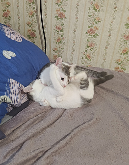 Котята