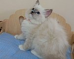 Кошки в Москве: Котëнок Рэгдолл Marusya Девочка, 100 000 руб. - фото 7